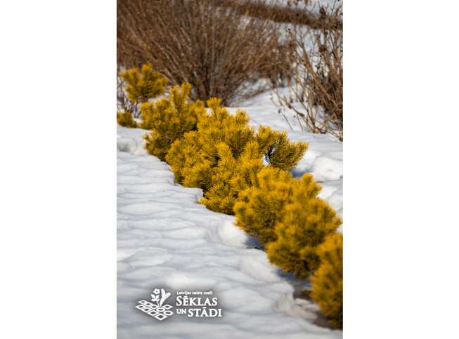Pinus mugo   'Winter Gold'